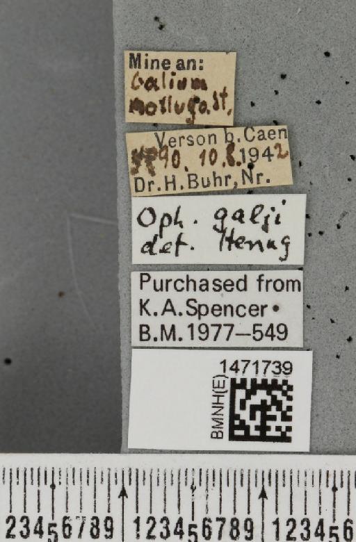 Ophiomyia galii Hering, 1937 - BMNHE_1471739_label_47401