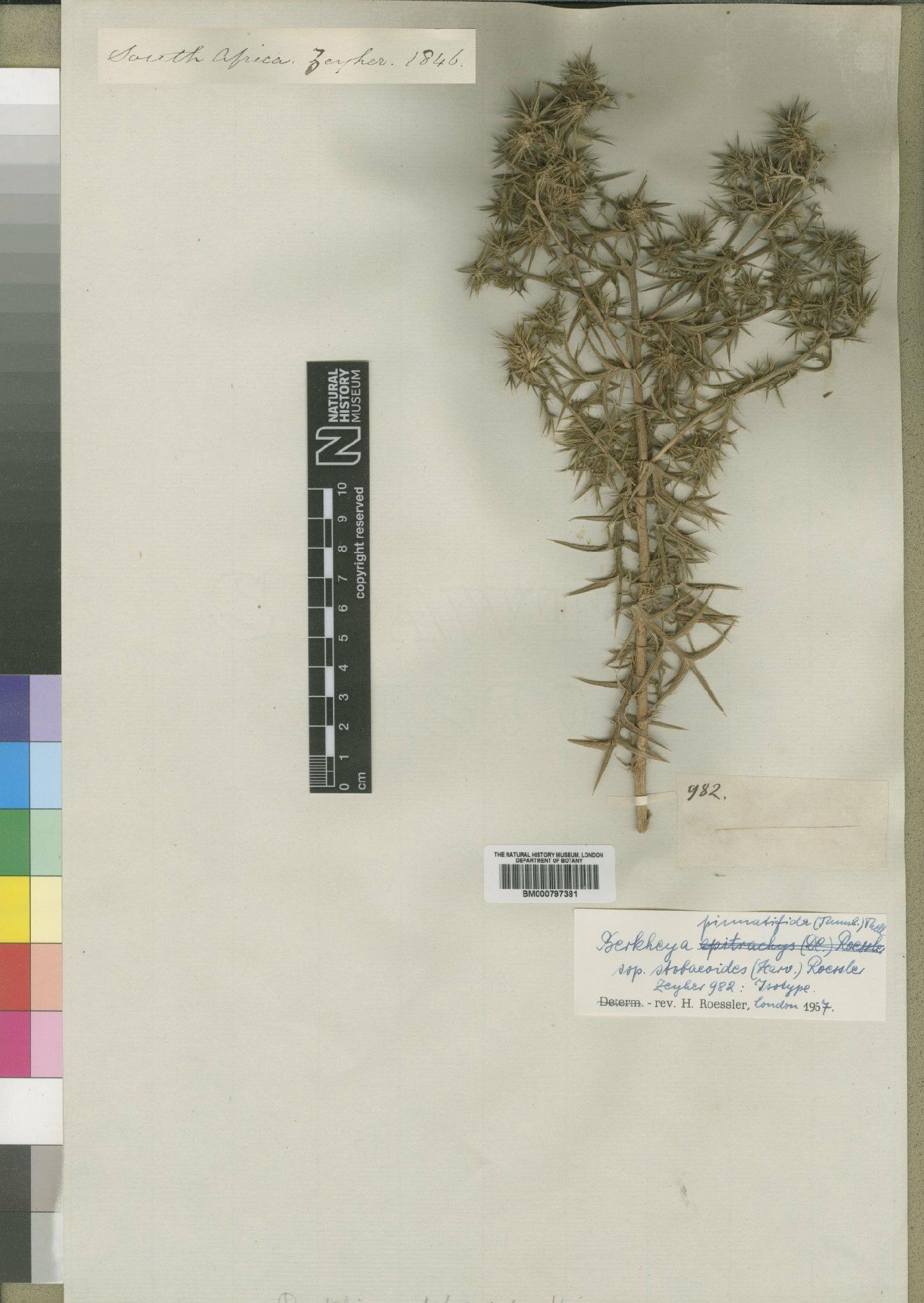 To NHMUK collection (Berkheya pinnatifida subsp. stobaeoides (Harv.) Roessler; Isotype; NHMUK:ecatalogue:4553158)