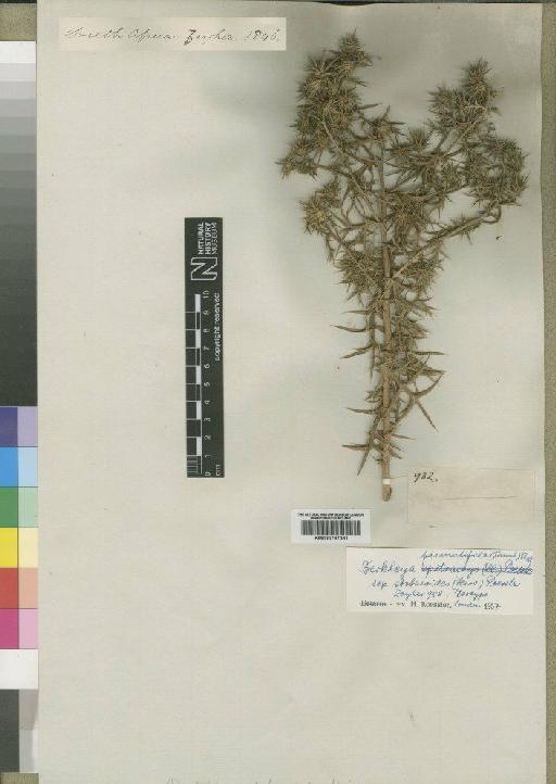 Berkheya pinnatifida subsp. stobaeoides (Harv.) Roessler - BM000797381