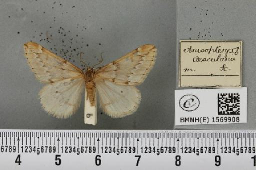 Alsophila aescularia (Denis & Schiffermüller, 1775) - BMNHE_1569908_492514