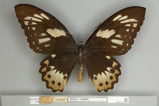 Ornithoptera priamus eudamidas Fruhstorfer, 1913 - 013603671__