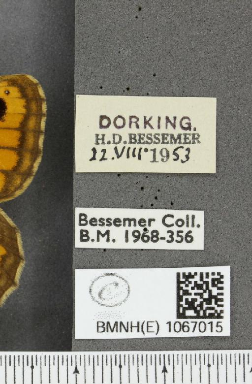 Lasiommata megera ab. mediolugens Fuchs, 1892 - BMNHE_1067015_label_30071