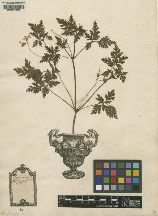 Geranium robertianum L. - BM000646413