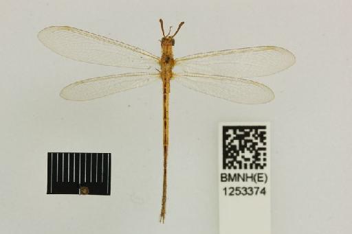 Cueta chryseus Navás - Macronemurus_chryseus-BMNHE_1253374-Holotype-dorsal_habitus