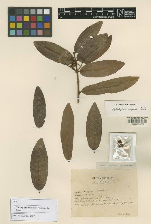 Calophyllum sangkae Craib - BM000611358