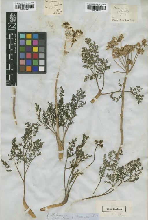 Lomatium daucifolium (Torr. & A.Gray) J.M.Coult. & Rose - BM001042941