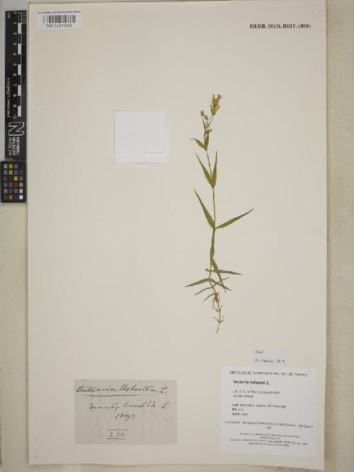 Stellaria holostea L. - BM013411936