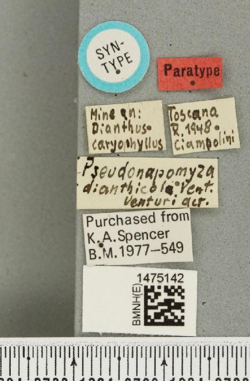 Liriomyza dianthicola (Venturi, 1949) - BMNHE_1475142_label_49805