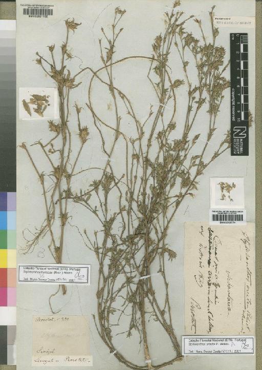 Stylosanthes erecta P.Beauv. - BM000601185