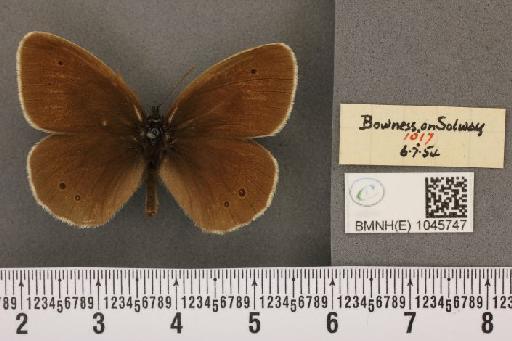 Aphantopus hyperantus ab. semi-albescens Tutt, 1908 - BMNHE_1045747_20714
