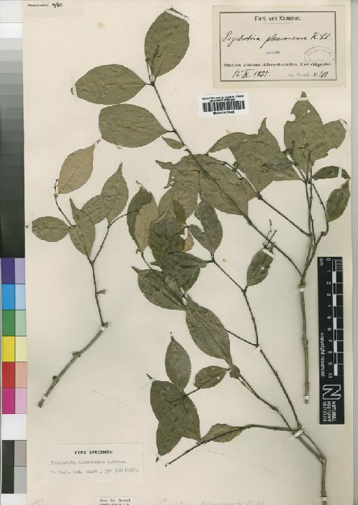 Psychotria pleuroneura Schum - BM000903546