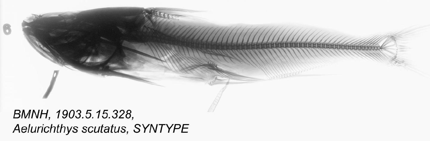 To NHMUK collection (Aelurichthys scutatus Regan, 1907; SYNTYPE; NHMUK:ecatalogue:3125092)