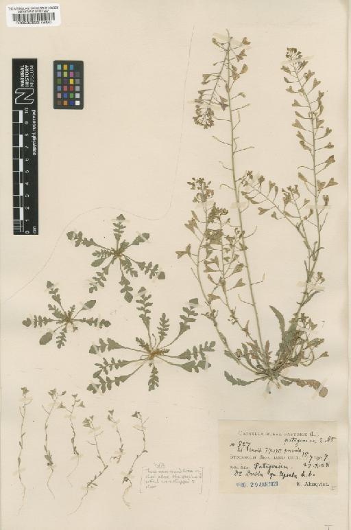 Capsella bursa-pastoris (L.) Medik. - BM000582833