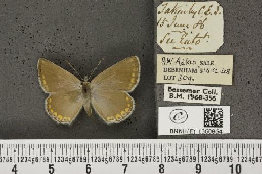 Lysandra bellargus ab. pallida Austin, 1890 - BMNHE_1360864_181620
