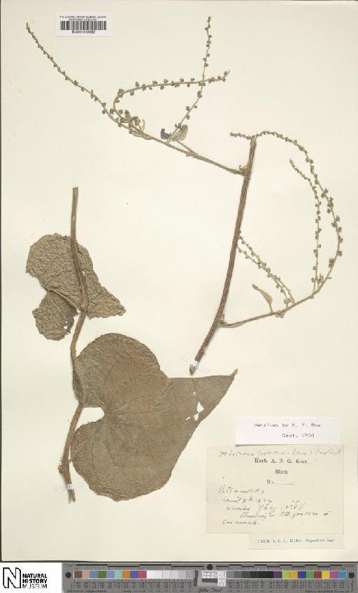 Dioscorea birmanica Prain & Burkill - BM001049582