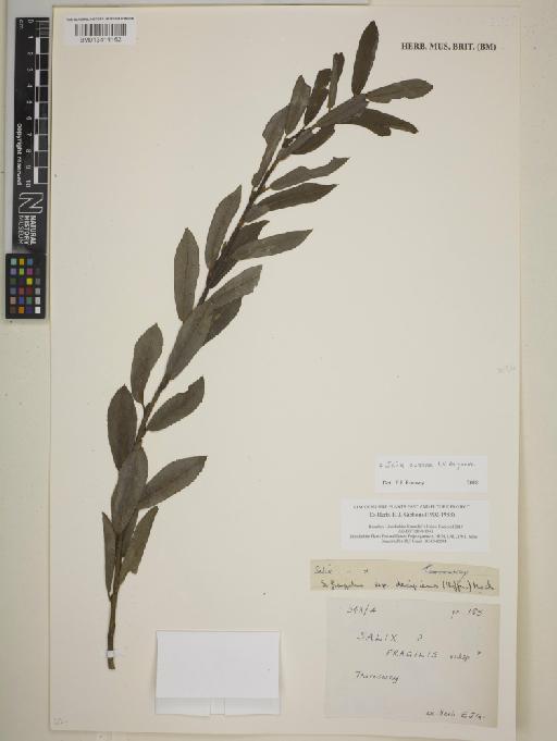 Salix euxina I.V.Belyaeva - BM013414162