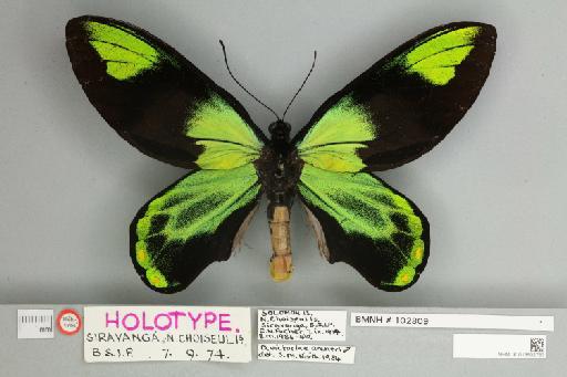 Ornithoptera victoriae archeri Calderara, 1984 - 013602763__