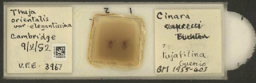 Cinara (Cupressobium) tujafilinus Del Guercio, 1909 - 010129610_112974_1093875