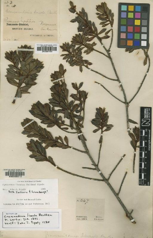 Cybianthus lineatus (Benth.) Pipoly - BM000947666