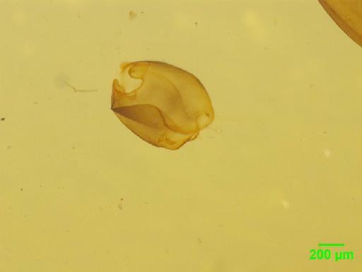 Limodromus assimilis (Paykull, 1790) - 010189388___9