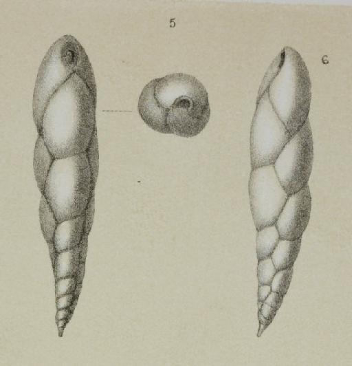 Bulimina elegans orbigny var. exilis Brady, 1884 - ZF1212_50_5-6_Eubuliminella_exilis.jpg
