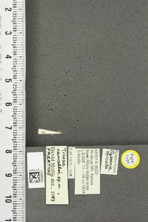 Trioza carvalhoi Hollis, 1984 - BMNHE_1266503_5502