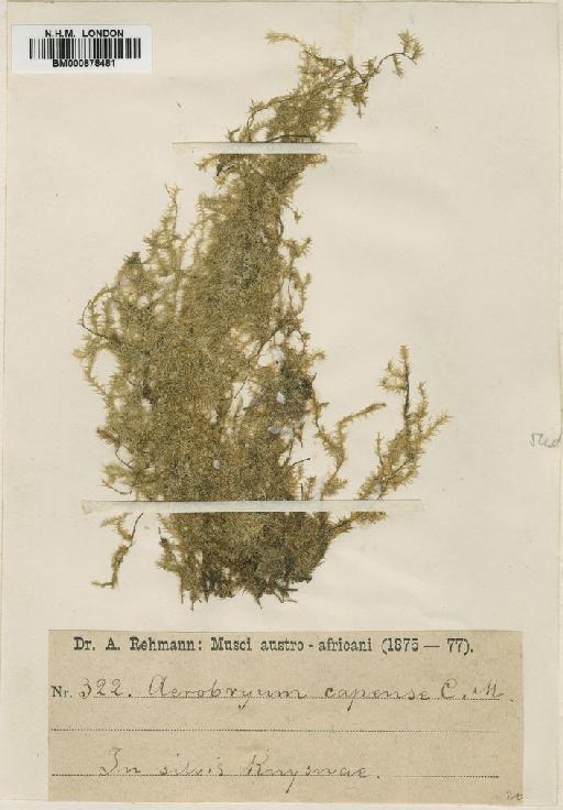 Aerobryopsis capensis (Müll.Hal.) M.Fleisch. - BM000878481