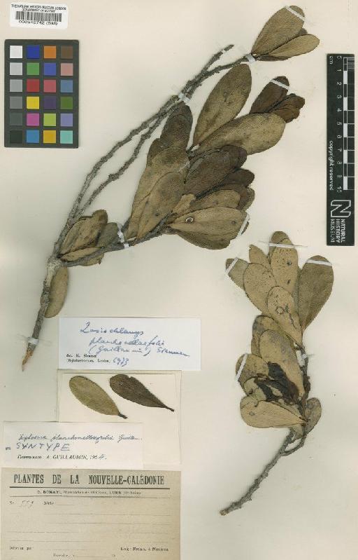 Lasiochlamys planchonellaefolia (Guill) Sleumer - BM000546742