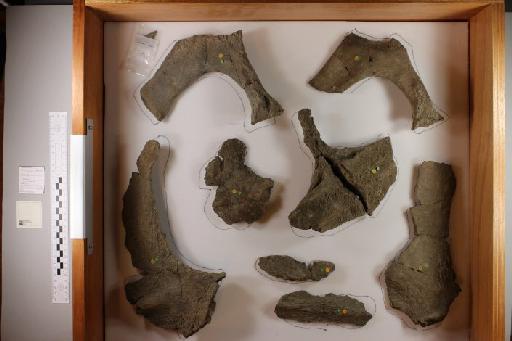 Muraenosaurus leedsi - 010025340_L010221659_(1)