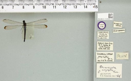 Rhinocypha cognata Kimmins, 1936 - 012496374_22112_1256773