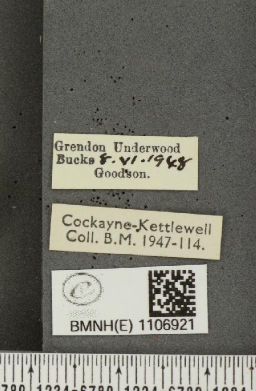 Euphydryas aurinia ab. tetramelana Cabeau, 1931 - BMNHE_1106921_label_18863
