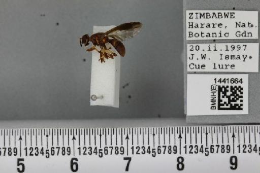 Dacus (Dacus) bivittatus (Bigot, 1858) - BMNHE_1441664_36996