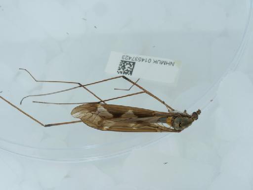 Tipula (Acutipula) maxima balcanica Vermoolen, 1983 - 014537423_2