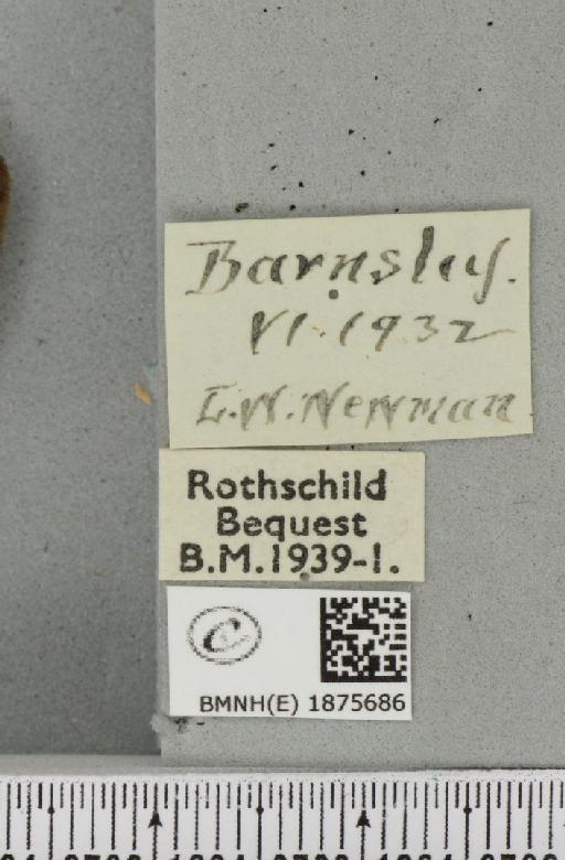 Abraxas grossulariata (Linnaeus, 1758) - BMNHE_1875686_label_436190