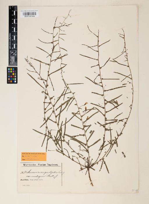 Xenostegia tridentata (L.) D.F.Austin & Staples - 013861483