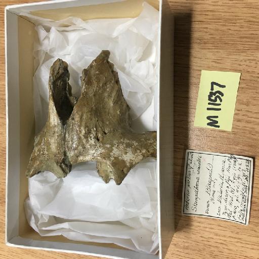 Theropithecus (Simopithecus) oswaldi (extinct) Andrews 1916 - NHM-UK-PV-M-11537