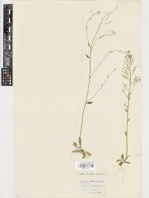 Arabidopsis thaliana (L.) Heynh. - BM001117540