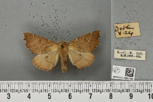 Odontopera bidentata ab. fusca Lempke, 1915 - BMNHE_1886749_451732