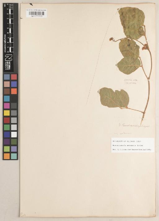 Neorautanenia amboensis Schinz - BM013713121