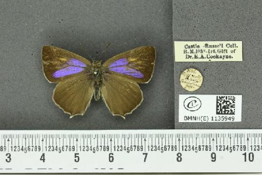 Neozephyrus quercus ab. bellus Gerhard, 1853 - BMNHE_1135949_94037