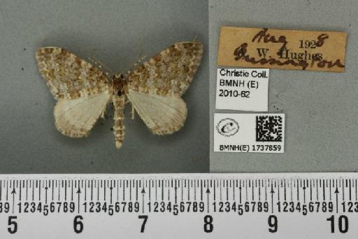 Entephria flavicinctata ruficinctata (Guenée, 1858) - BMNHE_1737859_318900