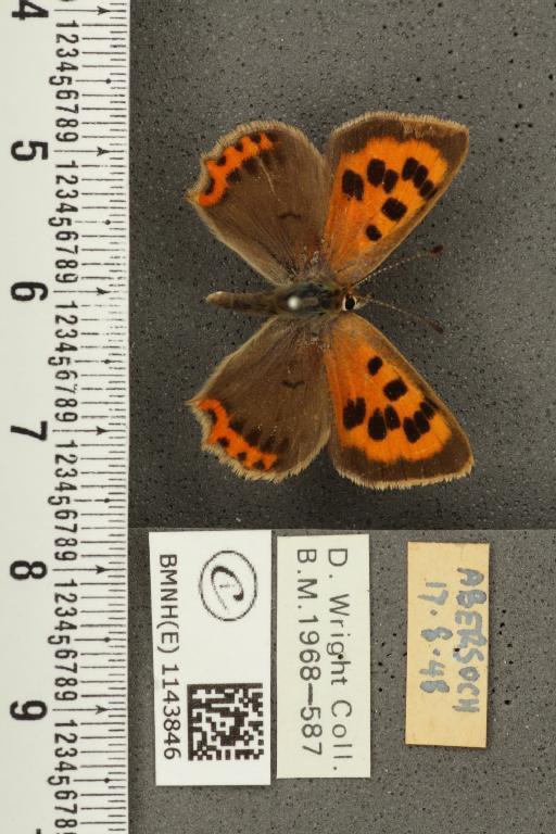 Lycaena phlaeas eleus ab. magnipuncta Tutt, 1906 - BMNHE_1143846_108321