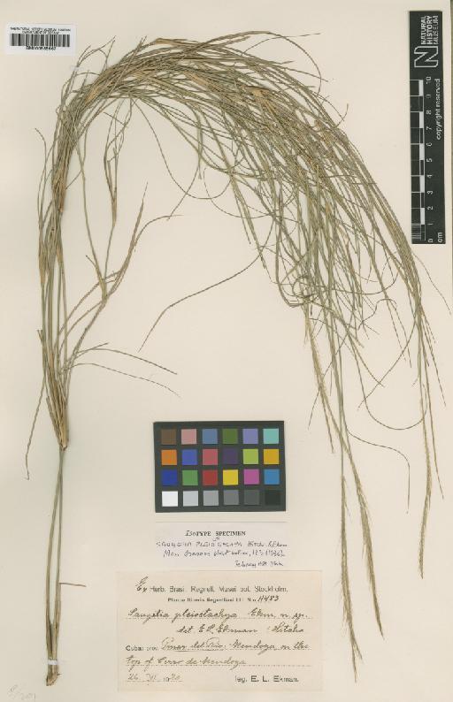 Saugetia pleiostachya Hitchc. & Ekman - BM000938667