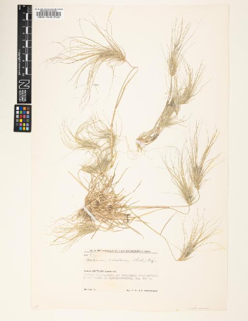 Elymus caput-medusae L. - 000013916