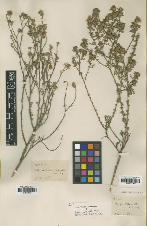 Dalea dorycnoides DC. - BM000931511