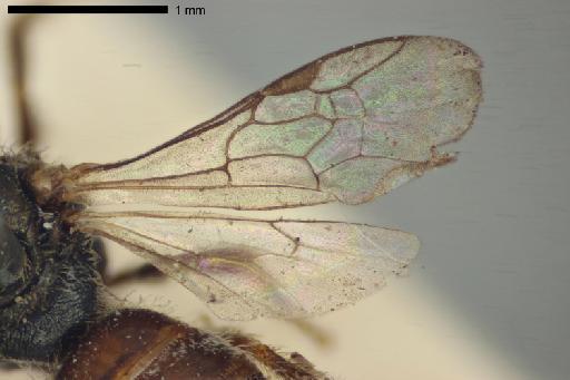 Halictus gemmatus Smith, F., 1853 - Halictus_gemmatus-NHMUK010265371-type-female-right_wings-4_0x