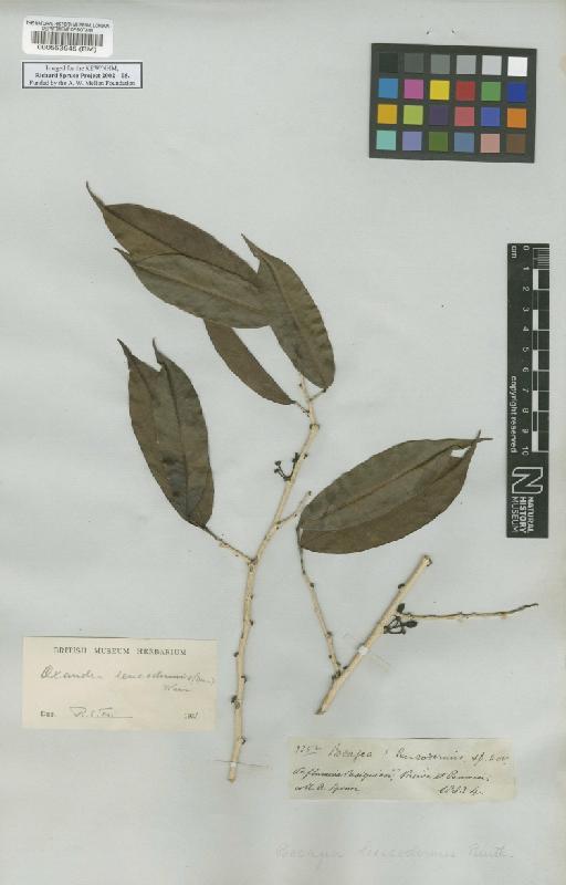 Bocagea leucodermis Spruce ex Benth. - BM000553945