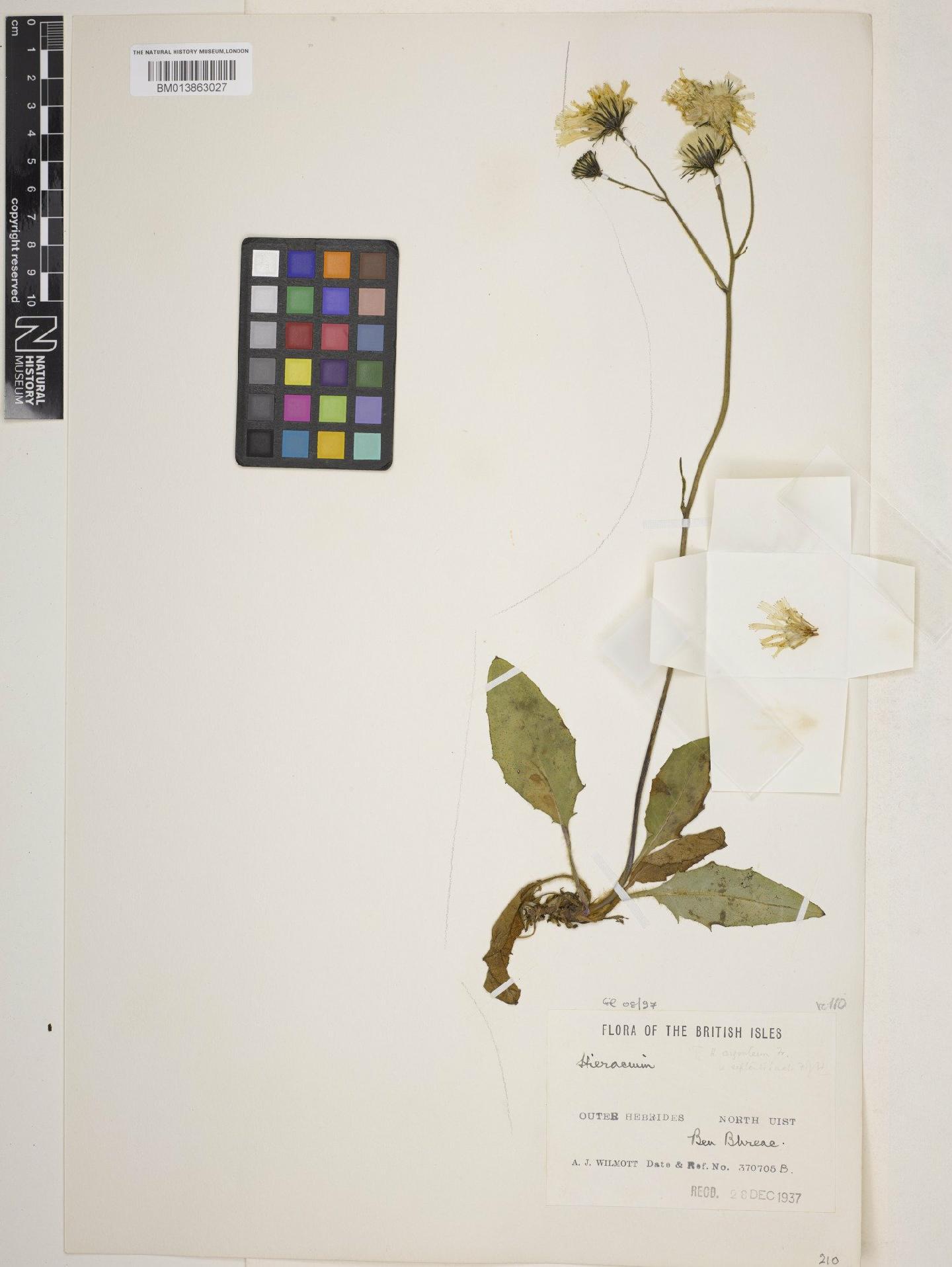 To NHMUK collection (Hieracium argenteum Fr.; NHMUK:ecatalogue:10178683)