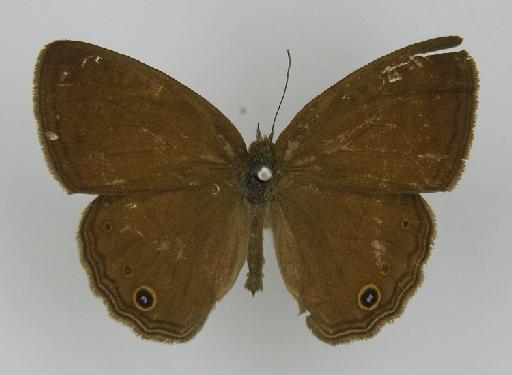 Euptychia perfuscata Butler, 1868 - BMNH(E)_1204831_Yphthimoides_(Euptychia)_maepius_perfuscata_Butler_T_male (2)