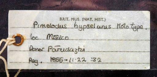 Pimelodus hypselurus Günther, 1864 - 1855.11.22.32; Pimelodus hypselurus; image of jar label; ACSI project image